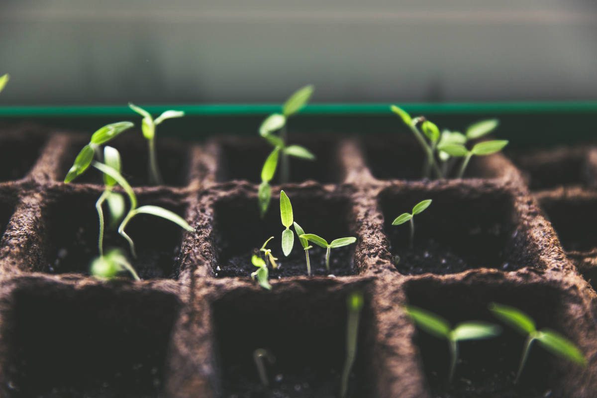 Like seeds in the soil, software developers must grow